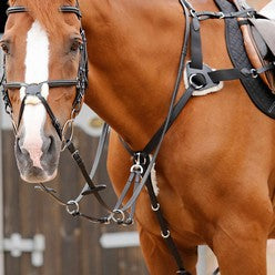 Horse wearing five point breastplate with martingale