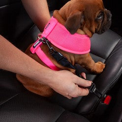 Shop Dog Accessories