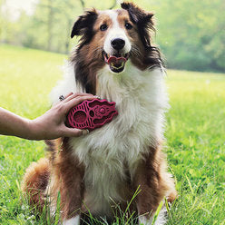 Beautiful dog being brushed