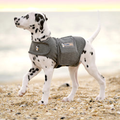 Cute Dalmation with dog rug on