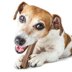 Beautiful dog chewing on a treat