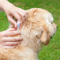 Labrador receiving Spont on flea treatment