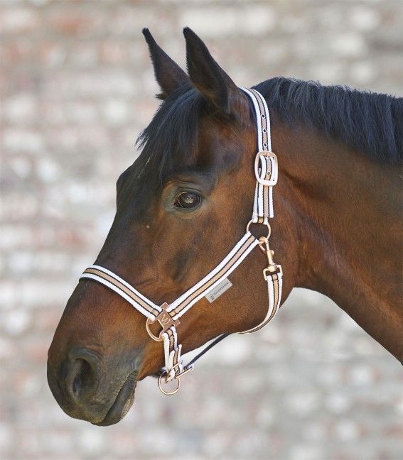 Horse with gold and white headstall