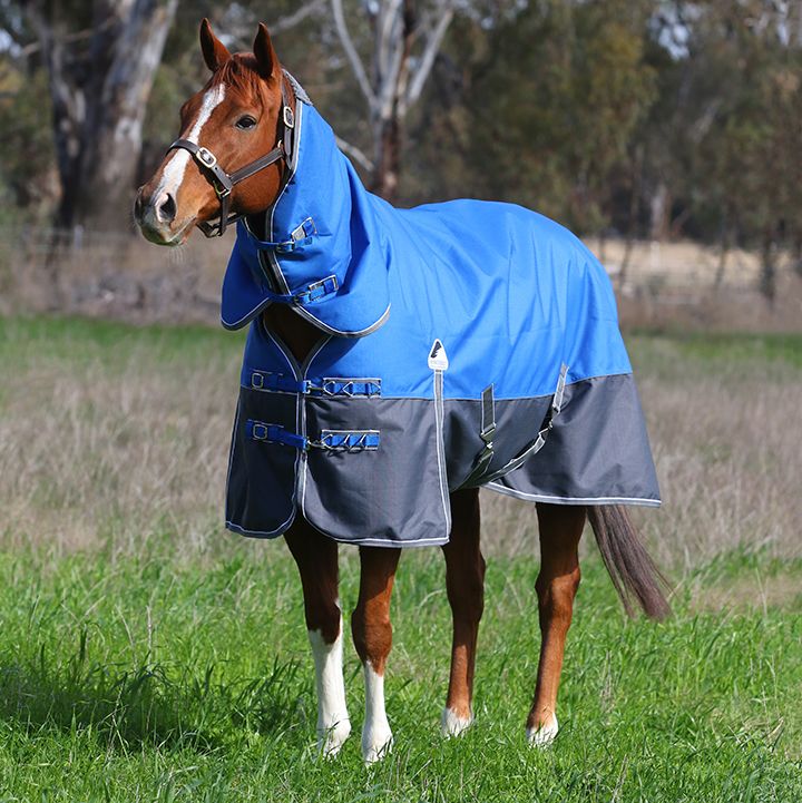 Grey Horse with Purple rug looking to horizon