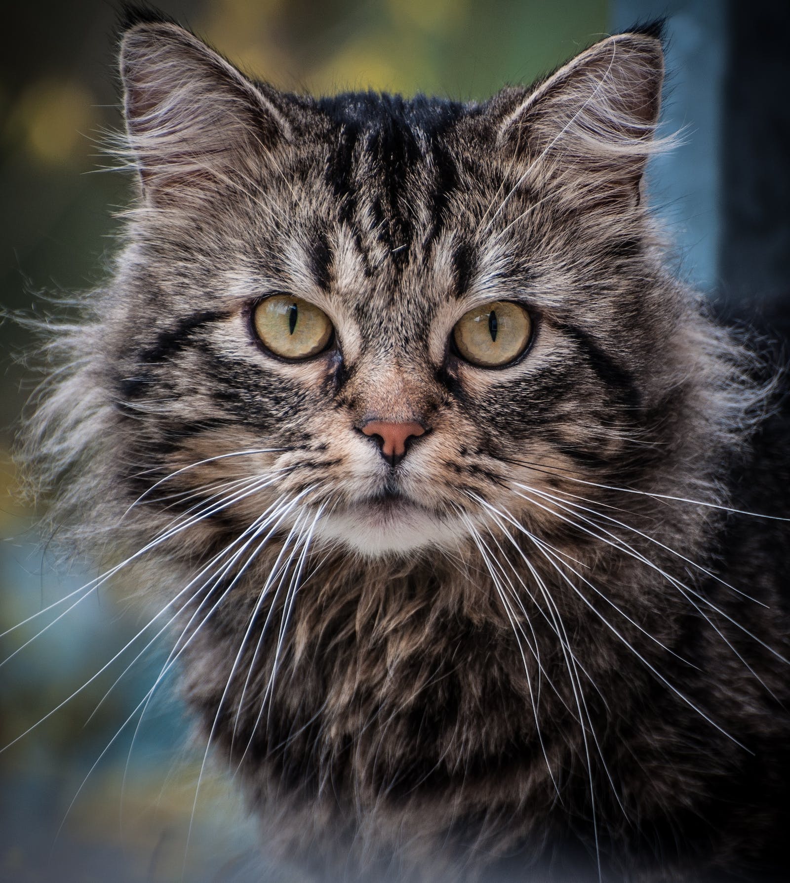 Beautiful cat looking forward 