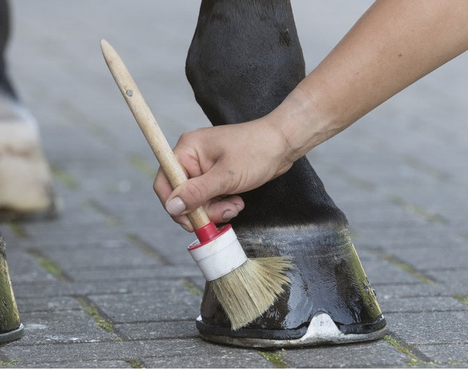 Horse hoof being oiled with brush