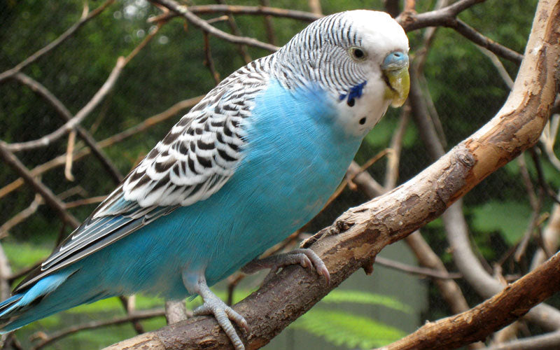 Blue budgerigar