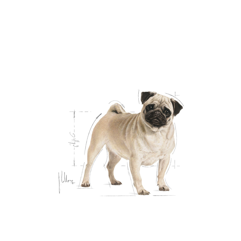 Royal Canin Dog Pug 3kg