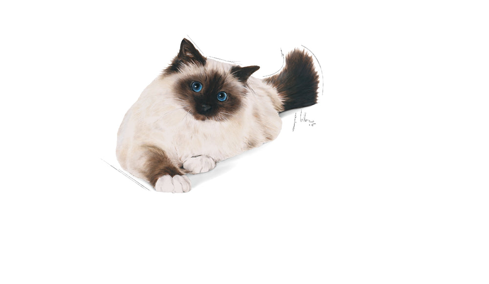 Royal Canin Cat Hairball Care 4kg