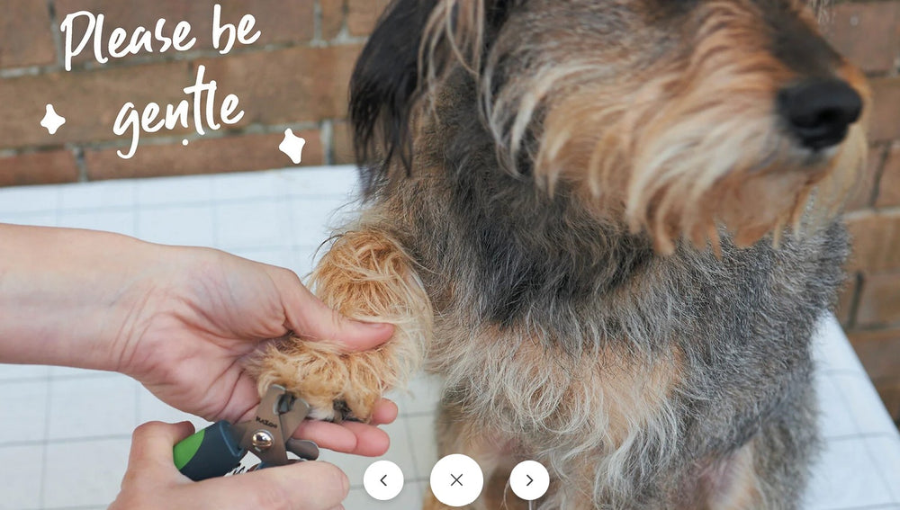 Dog Grooming Nail Clip Kazoo Deluxe Small