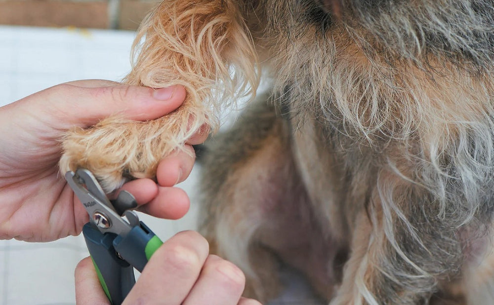 Dog Grooming Nail Clip Kazoo Deluxe Large