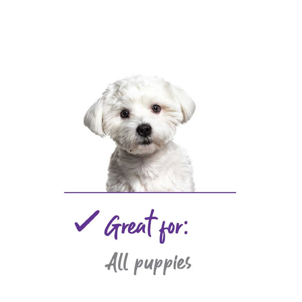 Dog Grooming Nail Clip Kazoo Puppy