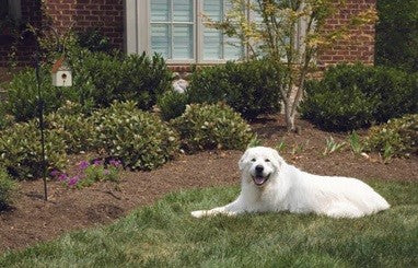 Bark Control Unit Outdoor Ultrasonic Petsafe