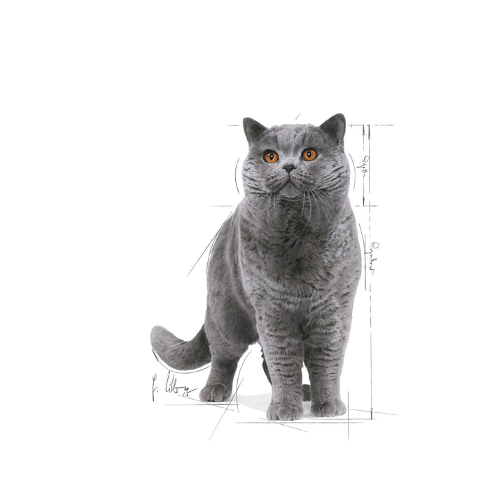 Royal Canin Cat Wet British Shorthair Gravy Box Of 12
