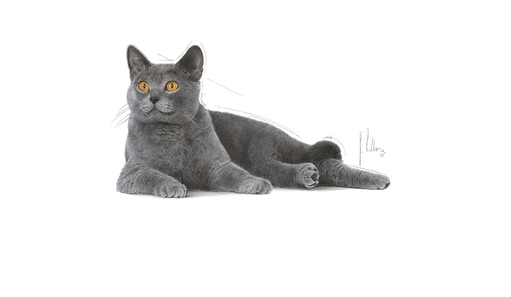 Royal Canin Cat Oral Care 8kg