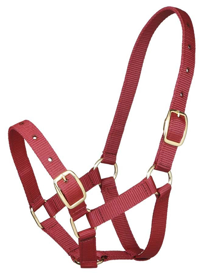 Foal Headstall Gymkhana Burgundy