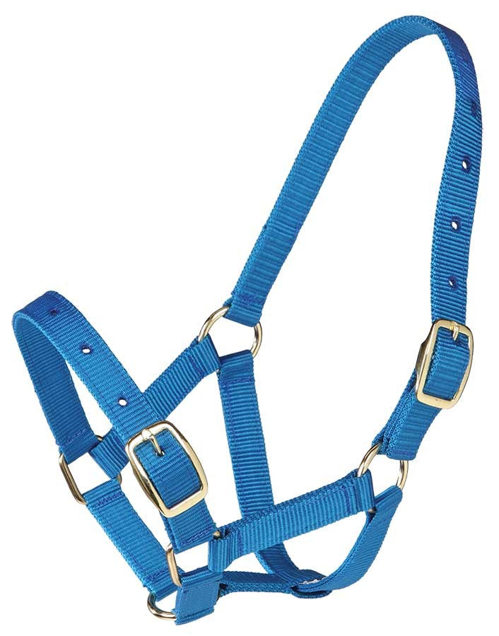 Foal Headstall Gymkhana Royal Blue
