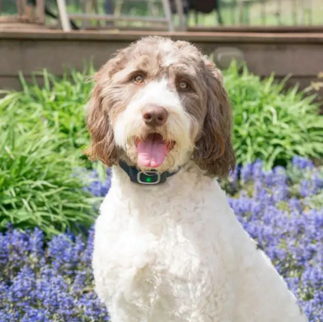 Bark Collar Static 16635 Petsafe