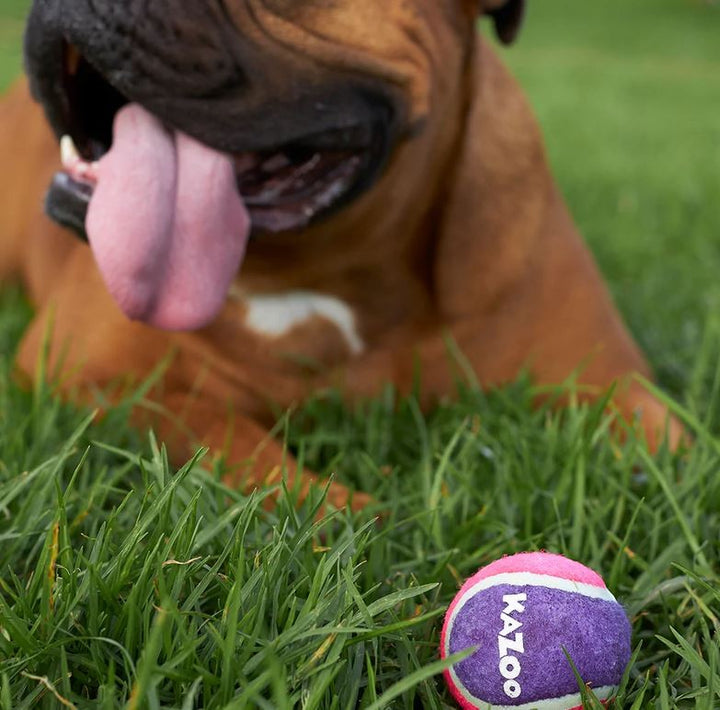 Kazoo Dog Toy Tennis Ball Squeaky Medium