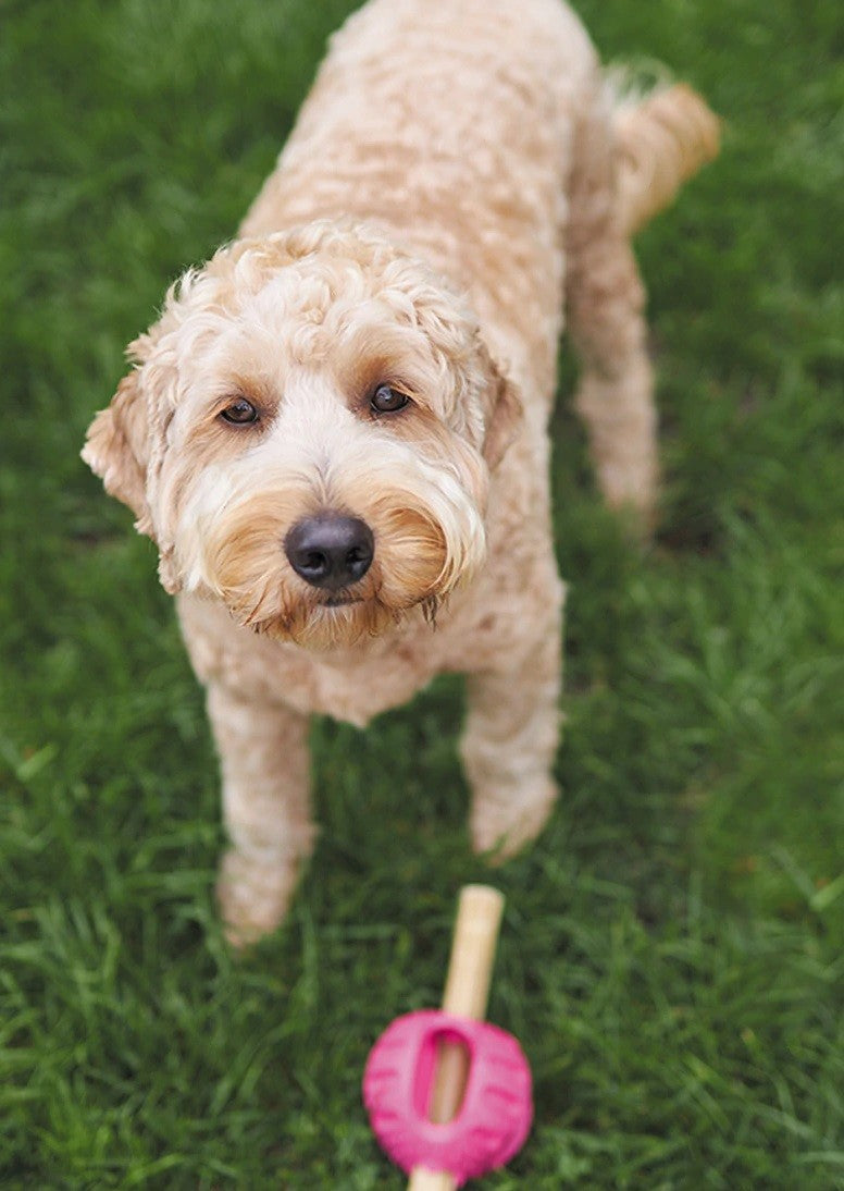 Kazoo Dog Toy Chew & Treat Enrichment Ball Large