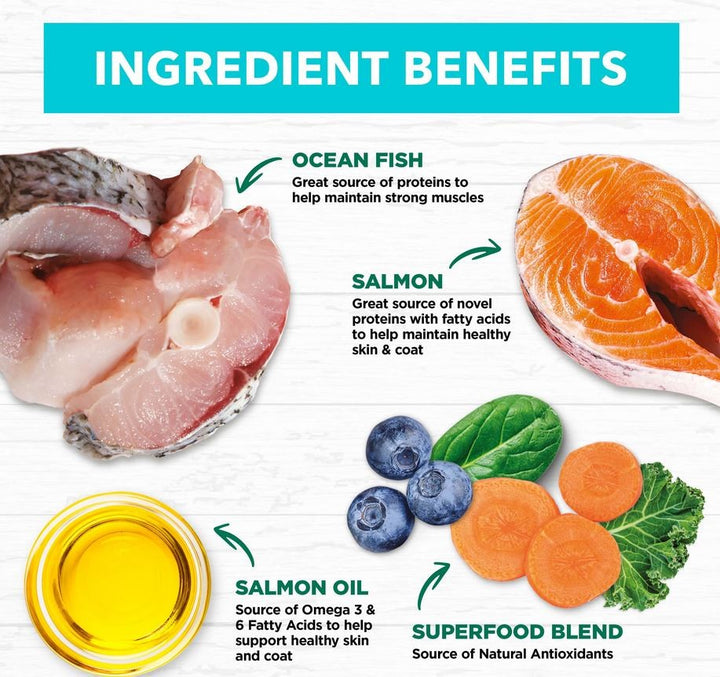 Ivory Coat Cat Grainfree Kitten Oceanfish 2kg