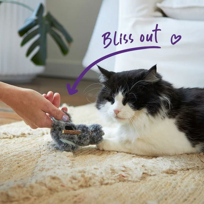 Cat Toy Kazoo Koala Cuddles