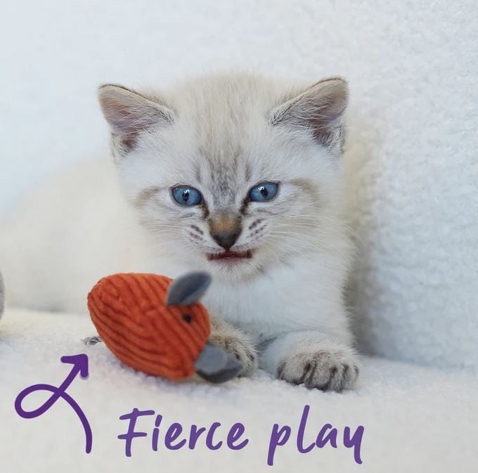 Cat Toy Kazoo Thrice The Mice