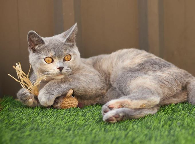 Cat Toy Kazoo Sneaky Mouse