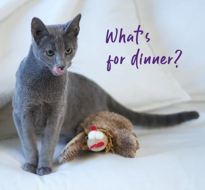 Cat Toy Kazoo Cheeky Chicken