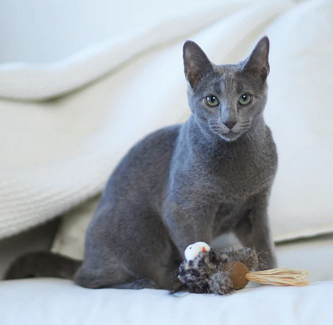 Cat Toy Kazoo Hooty Owl