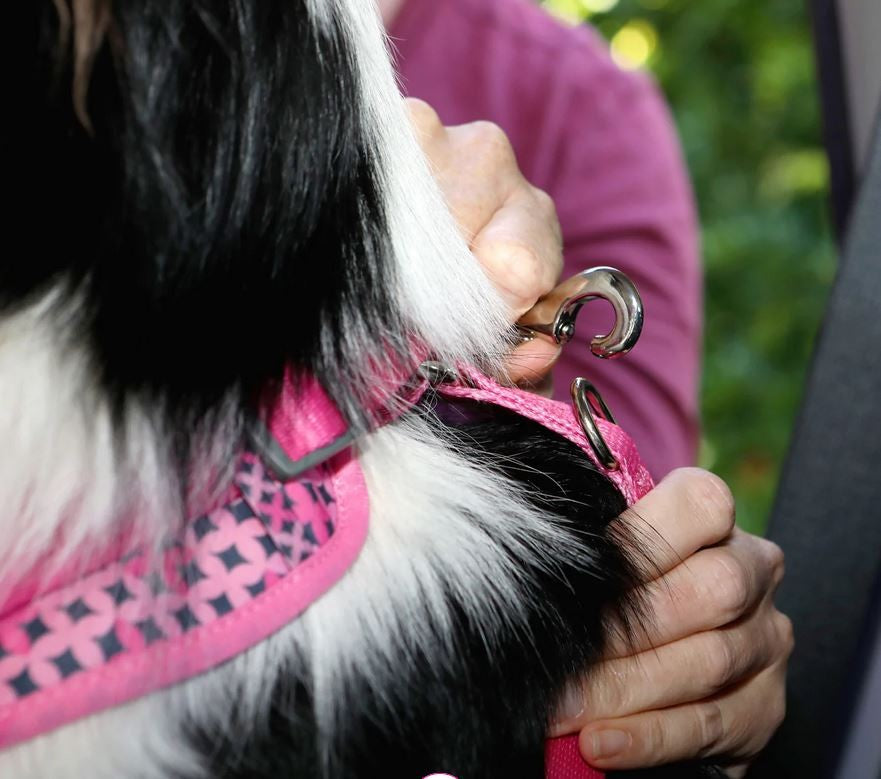 Car Seat Belt Restraint Doog Scooby