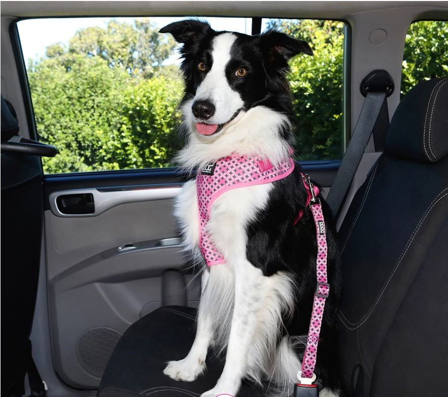 Car Seat Belt Restraint Doog Toto