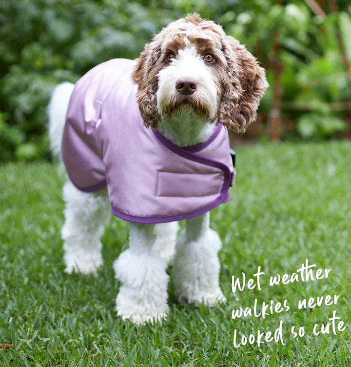 Kazoo Dog Rug Eco Adventure Quartz-Kazoo-Ascot Saddlery