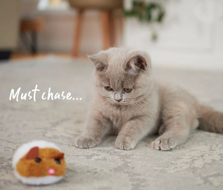 Cat Toy Kazoo Racer Mouse