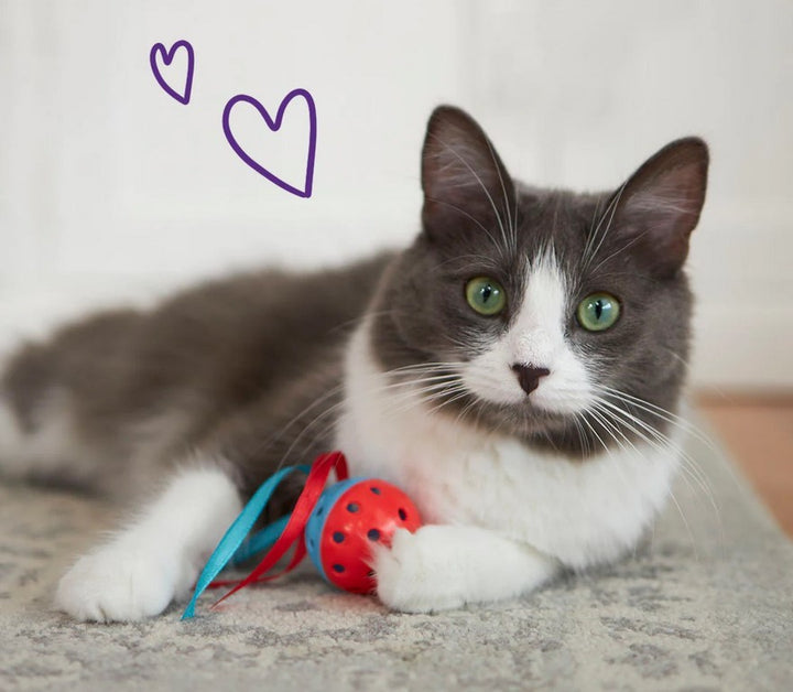 Cat Toy Kazoo Kitty Streamer Ball