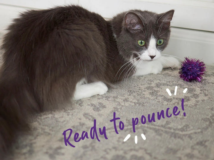 Cat Toy Kazoo Kitty Pom Pom Ball