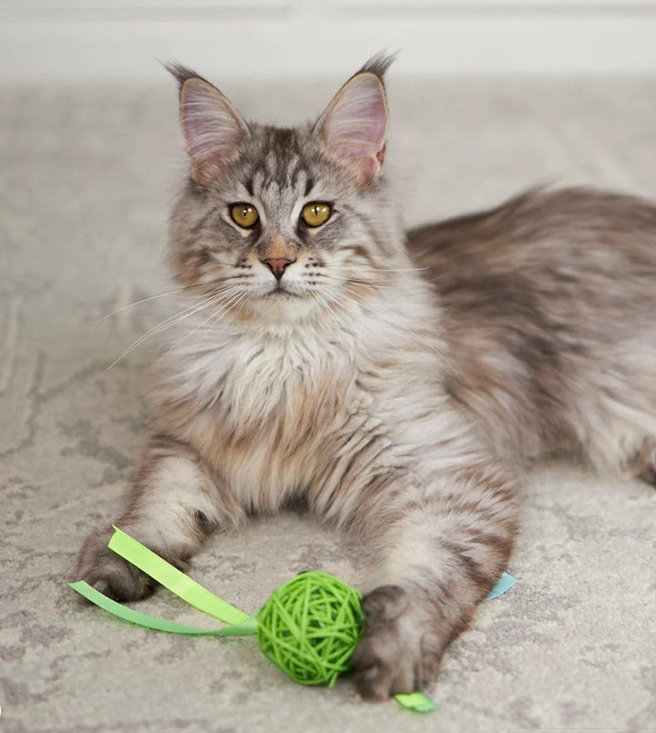 Cat Toy Kazoo Kitty Wicker Ball