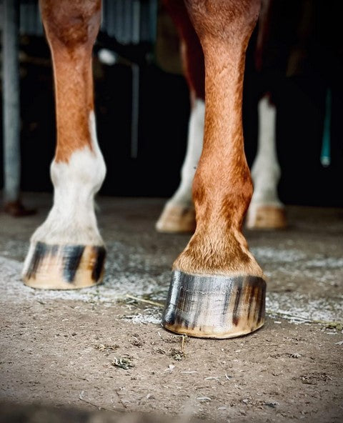 Buzz Balms Hoof Hydrator