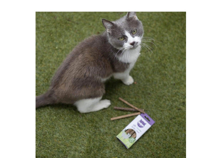 Treat Cat Silvervine Dental Chews