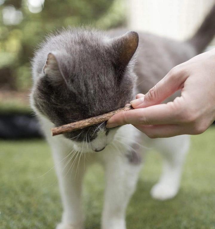 Treat Cat Silvervine Dental Chews