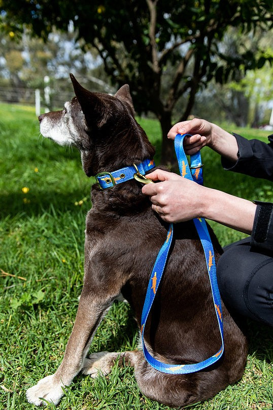 Anipal Dog Collar Piper The Platypus-Dog Collars & Leads-Ascot Saddlery
