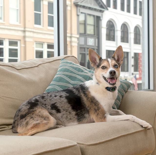 Bark Collar Static Rechargeable Lite Petsafe-Dog Accessories-Ascot Saddlery