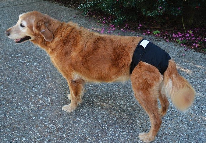 Diapers Washable Waist 20cm-26cm-Dog Accessories-Ascot Saddlery