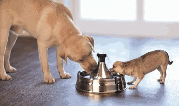 Drinkwell Pet Fountain 360 Degrees Stainless Steel-Dog Accessories-Ascot Saddlery