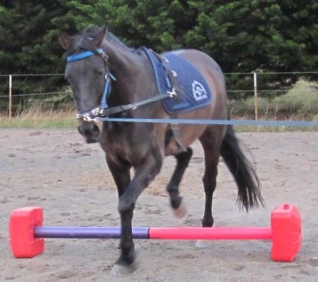 Ferrari Training Cavaletti Jump Set Blue & Yellow-STABLE: Jumps & Markers-Ascot Saddlery
