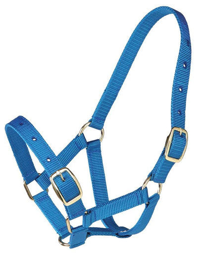 Foal Headstall Gymkhana Royal Blue-HORSE: Headstalls-Ascot Saddlery