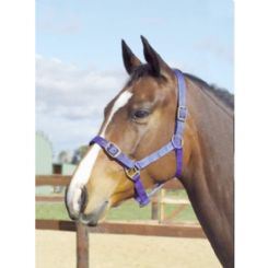 Foal Headstall Webbing Navy-HORSE: Headstalls-Ascot Saddlery