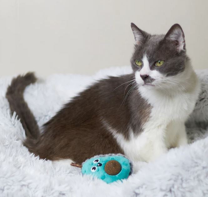 Kazoo Cat Toy Playful Avocado-Cat Gyms & Toys-Ascot Saddlery