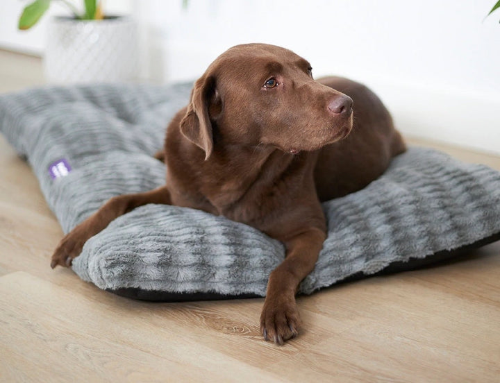 Kazoo Dog Bed Cloud Cushion Cool Grey Medium-Dog Bedding-Ascot Saddlery