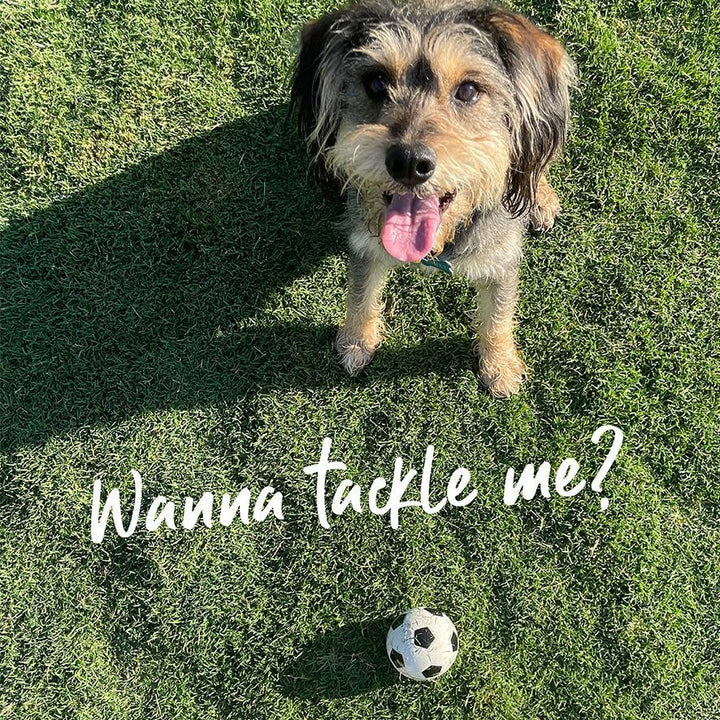 Kazoo Dog Toy Ball Sports Sponge Assorted-Dog Toys-Ascot Saddlery